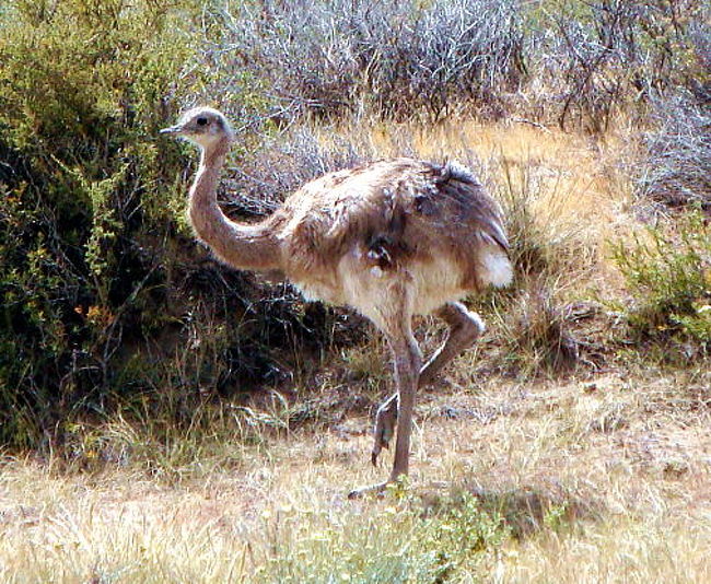 で、これも途中に居た一般的にはニャンドゥと呼ばれているダチョウの仲間ですが、こちらの地方ではチョイケいう名前で呼ばれてるそうな。