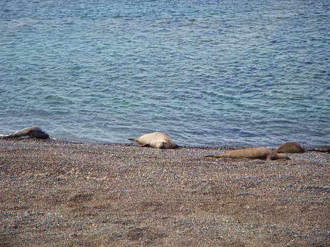 最初に訪れたのはゾウアザラシの繁殖地。時期的にまだ早いらしくそんなに数は居ませんでした。