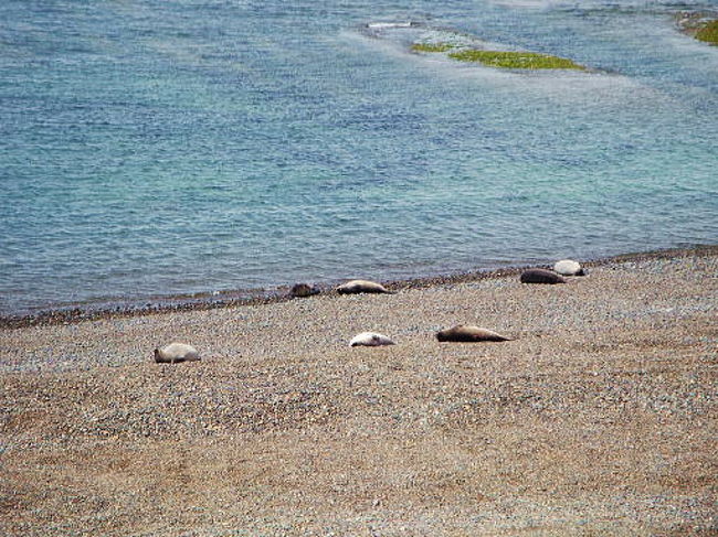 みんなじっとして日光を浴びて気持ちよさそうです。でも一見死んでるようにも見えます。