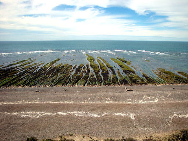 繁殖地の風景です。写真では分かりにくいですが、とても美しい風景の中にあります。