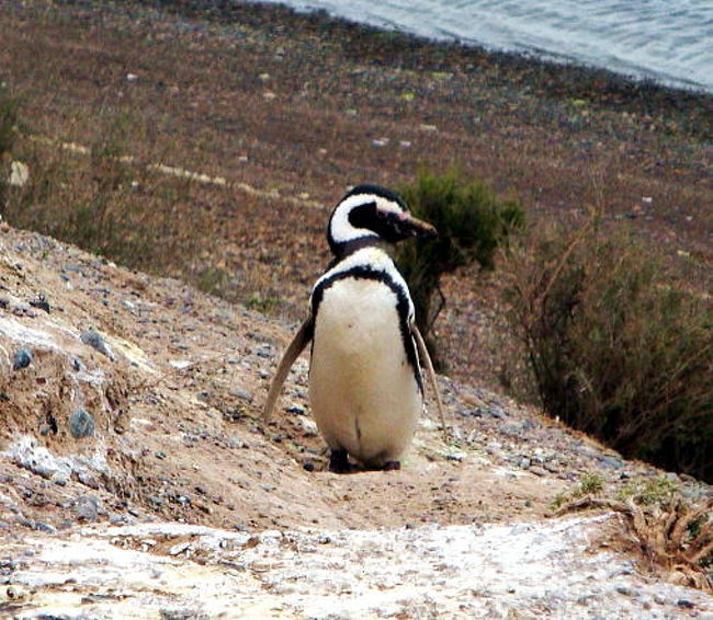 次に行ったのは、まだその時期ではないので見れないかも知れないといわれた、カレタ・バルデスという所のペンギンの繁殖地です。