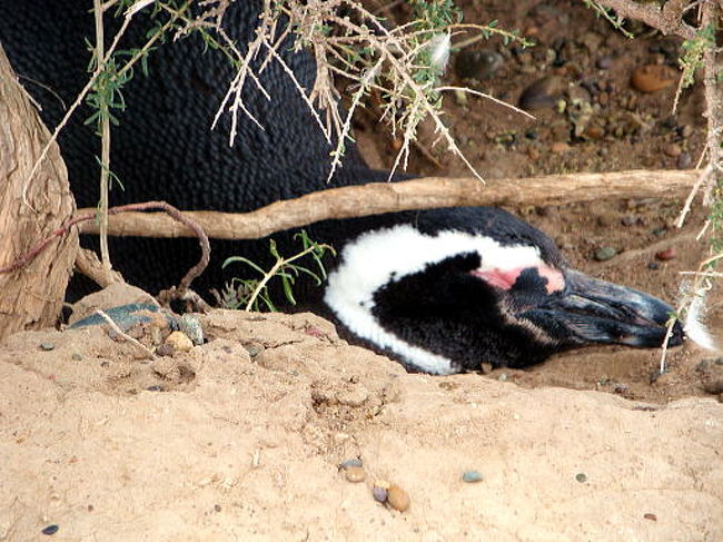 至近距離の巣の中で寝ていましたので１枚。