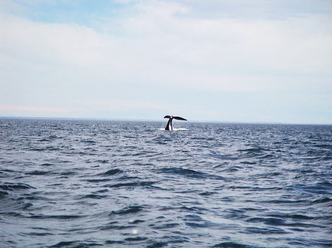 港を離れて５分後。あ！居ました。