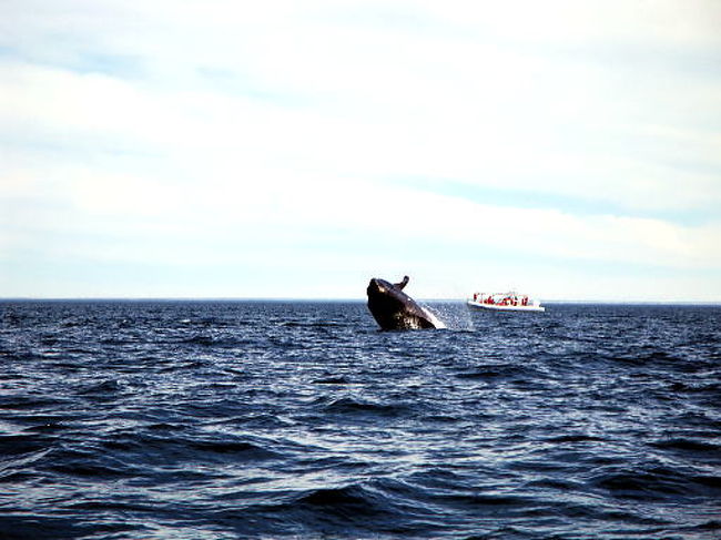 あ！また居ました。実際の海で野生の鯨を見るのは私は今回初めてでしたので、こんな感じなんだと思っていました。ところがです、個人的に大変驚いたのですが、この後、鯨が至近距離にやってきましてとても興奮しました。何でもここら一帯に１０００頭近くの鯨が居るそうです。