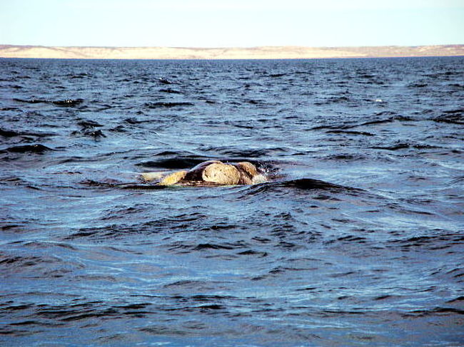 鯨が接近してきています。