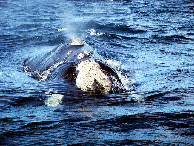潮を噴出すものすごい音を立てながらやって来ます。