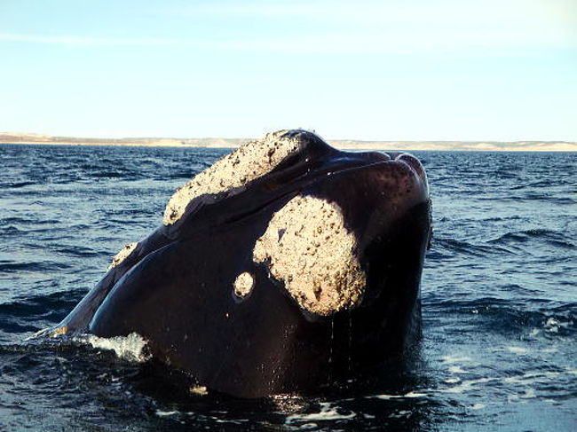 近い！これで５メートルくらい手前でしょうか。