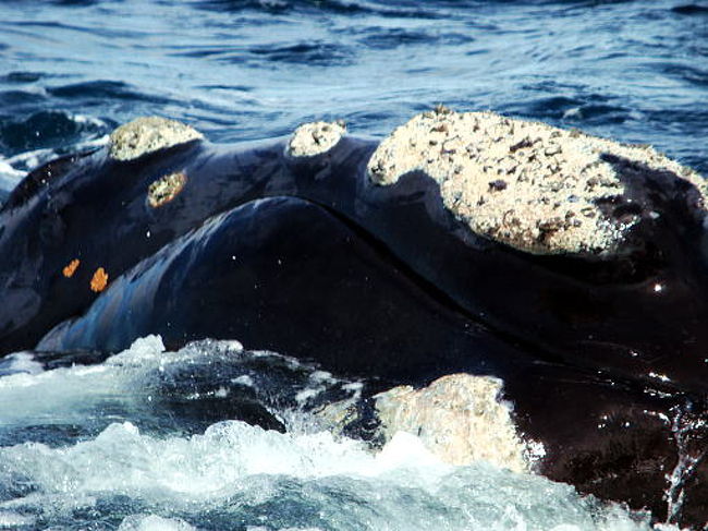 近すぎてカメラに入りませ〜ん！１、２メートルくらい、すぐ近くまでやって来ます。