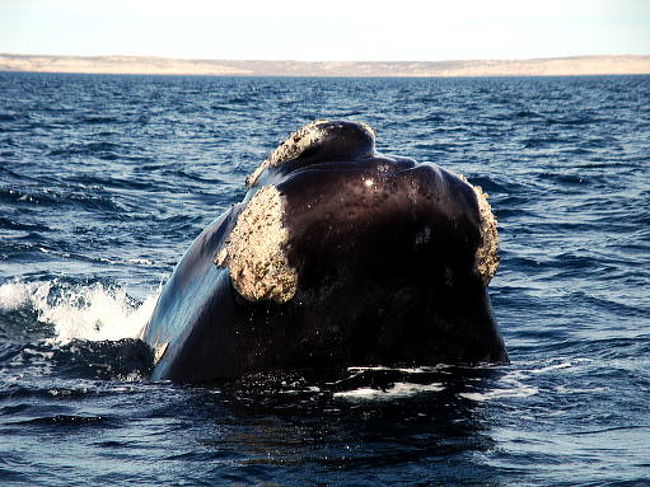 体をくるくる回転させながら愛嬌いっぱいです。