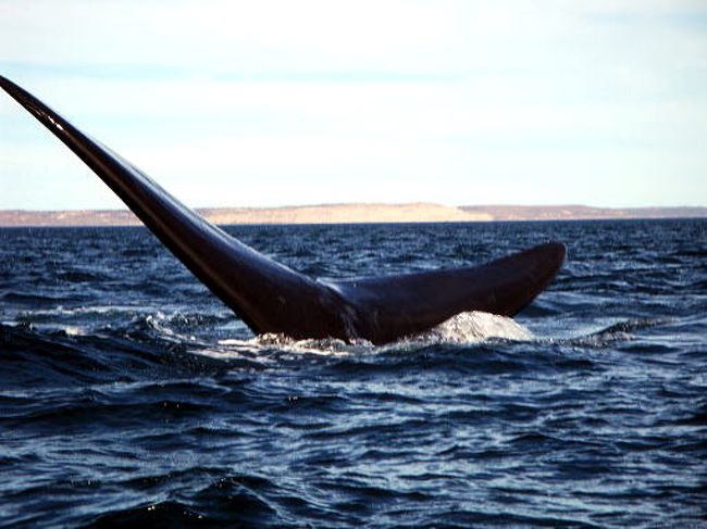 尾びれも近くで見ると迫力があります。