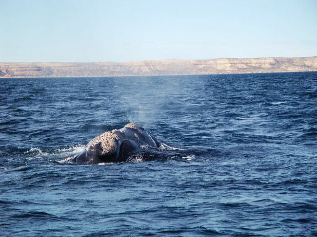 潮を吹き吹きまた帰っていきました。