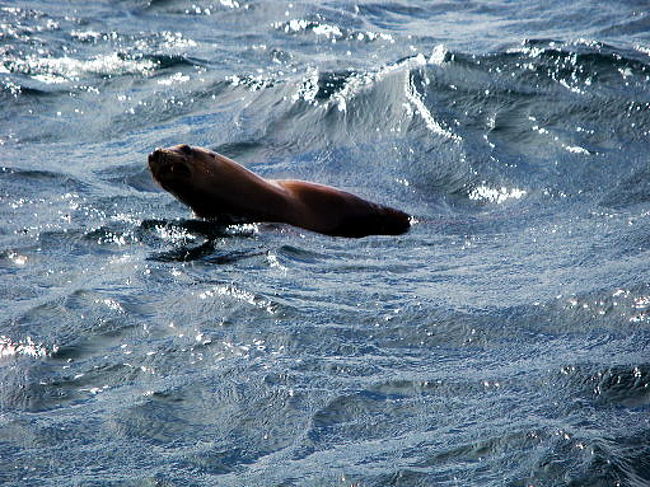 アシカらしき動物も。こちらではオタリアと呼ばれているようで。<br />ツアー代はちょっと高いですが、鯨をはじめて見るのでしたら、このツアーはとてもお勧めだと思います。とても興奮します。是非、こちらに来られたら行ってみてください。<br />と言うことで、以上、鯨観覧ツアーの終了です。