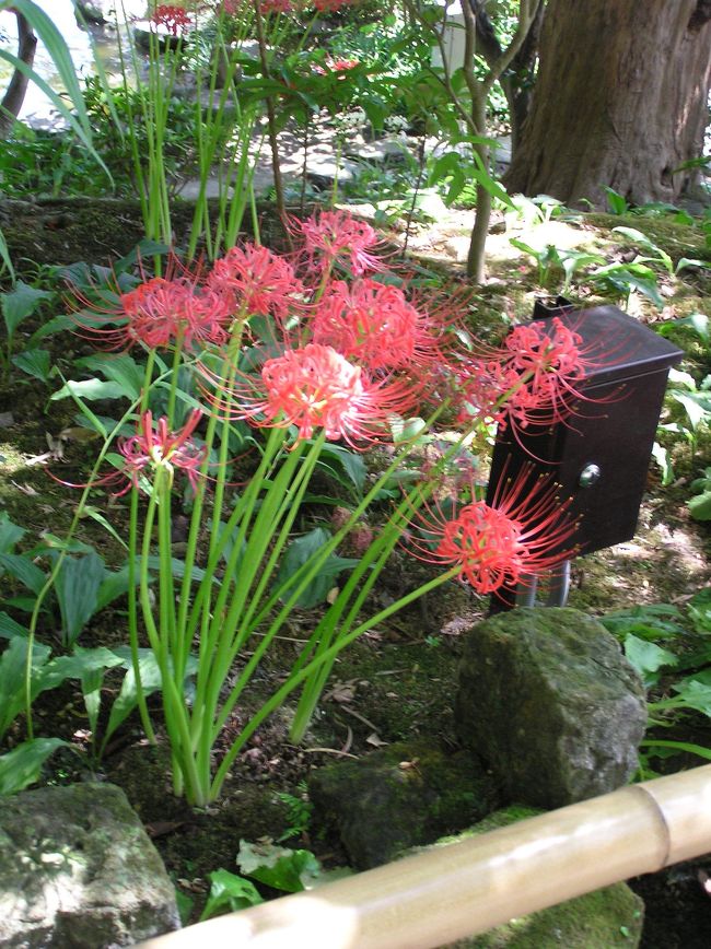 彼岸花（曼珠沙華）』諫早(長崎県)の旅行記・ブログ by ドクターキムル