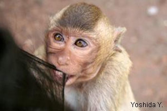 Lopburi Monkey ロッブリー タイ の旅行記 ブログ By Y田ようさん フォートラベル Lopburi Monkey ロッブリー タイ の旅行記 ブログ By Y田ようさん フォートラベル
