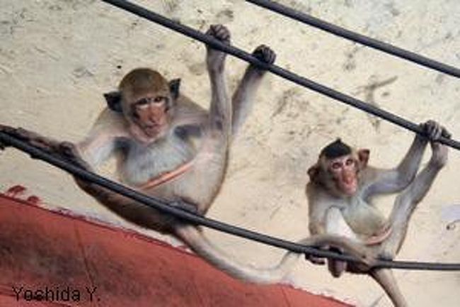Lopburi Monkey ロッブリー タイ の旅行記 ブログ By Y田ようさん フォートラベル
