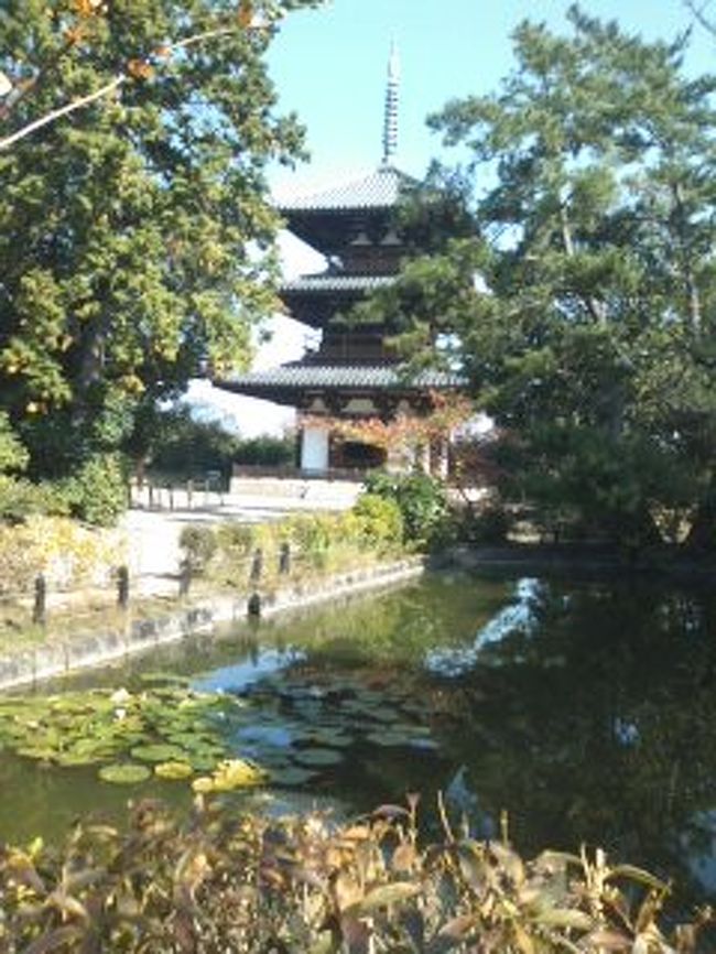 小さな池に蓮の花が咲いていました。