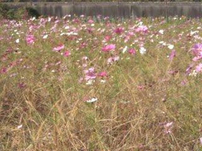 このお寺の周りにはコスモス畑が沢山広がっていて、サイクリングには最高の景色でした。