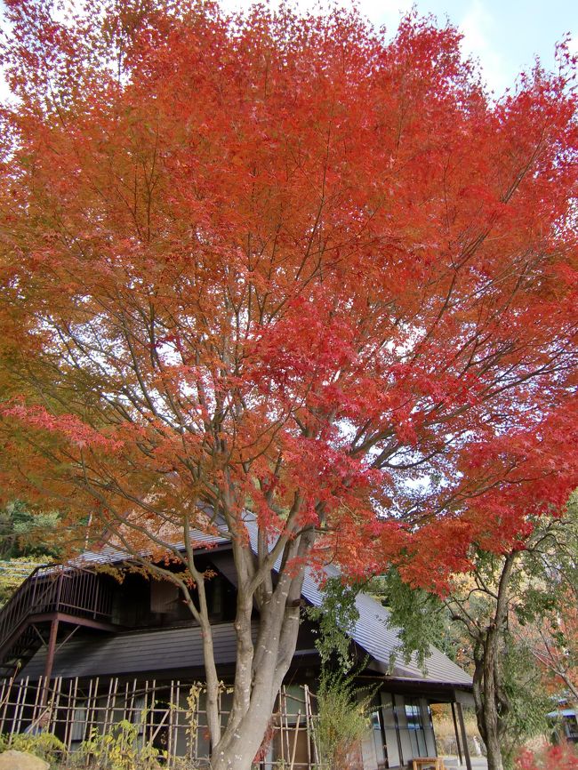 まっかだなぁ。
