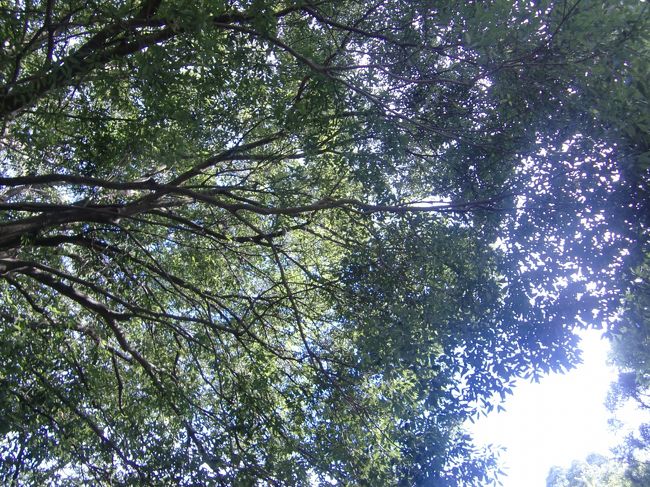 青空からの強い日差しも、ここでは木々が守ってくれます。<br /><br />ひたすら広い境内をヒィヒィ言いながら歩きます。