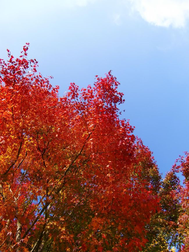 あかとあおのコントラストが鮮やか