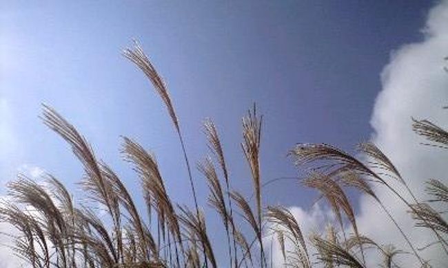 すすきもきれい