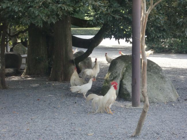 何故鶏が放し飼いにされているのか。<br /><br />その辺、由来を勉強しておけばよかった。