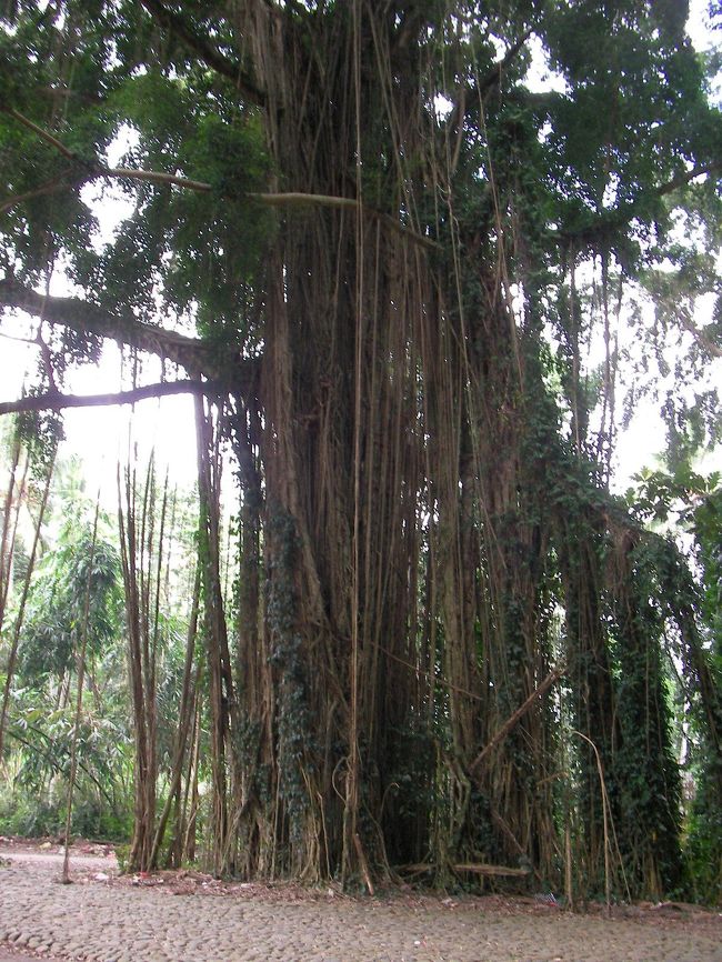 ものすごい木です。