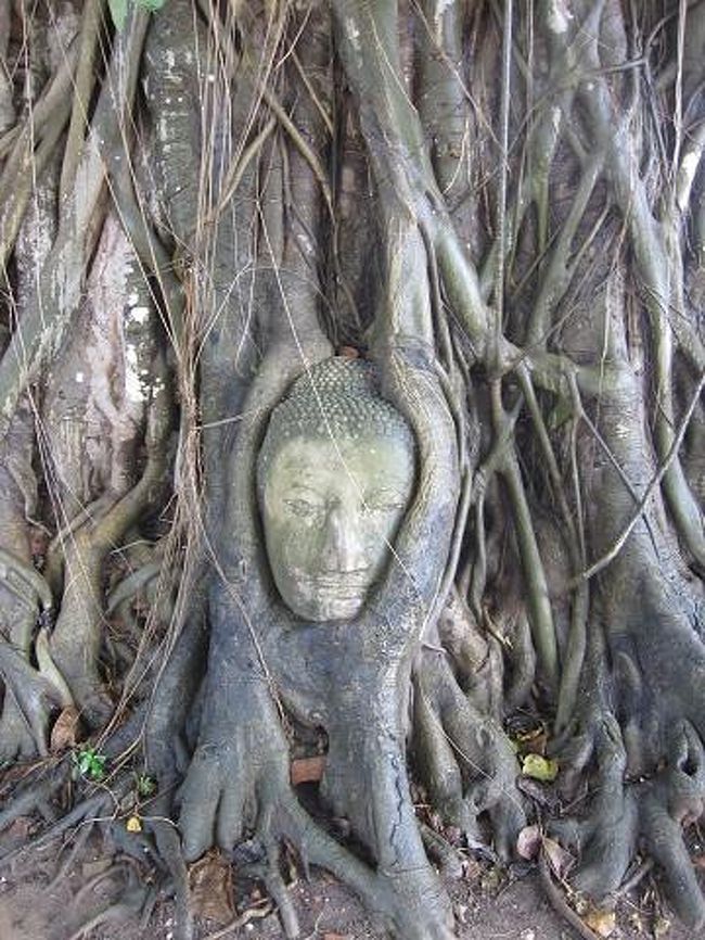 ワット・マハータート。アンコールワットっぽい！！ここにあるその他の仏像はみんな頭部がないのだけど、これはビルマ軍に壊されたのではなく、タイ人が金儲けのために切り取って海外に売り飛ばしてしまったためらしい。<br /> <br /><br /><br /><br />