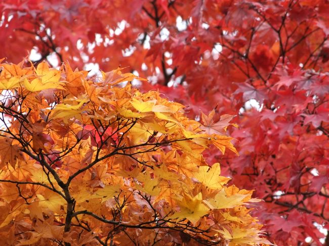 こんな素晴らしい紅葉を<br />まさかここで見られると思っていなかったので<br />ちょっとテンションが上がりました。<br />ここをチョイスした父上に感謝です。