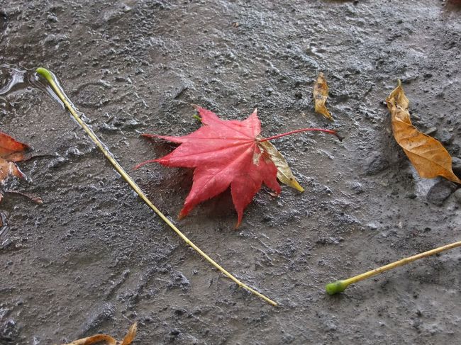 昨夜の土砂降りで<br />沢山の葉が落ちてしまったようですが…