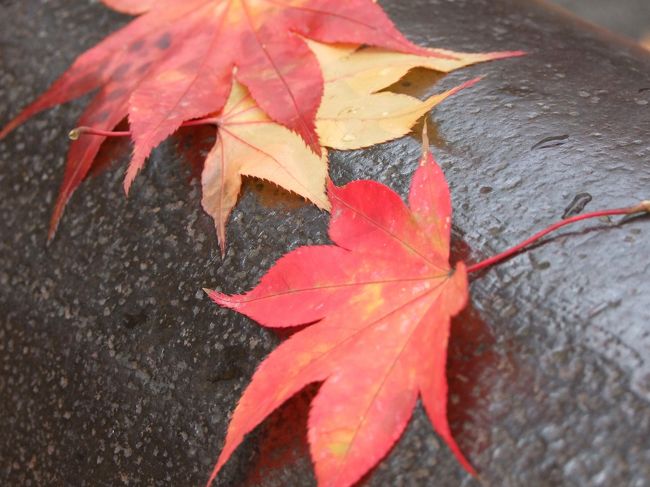 濡れ落ち葉も普段はあまり良い意味ではないけど<br />この濡れ落ち葉ならオッケー？