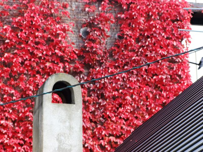 壁に這うツタも結構色づいていました。