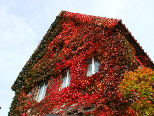 これはレイモンハウス。