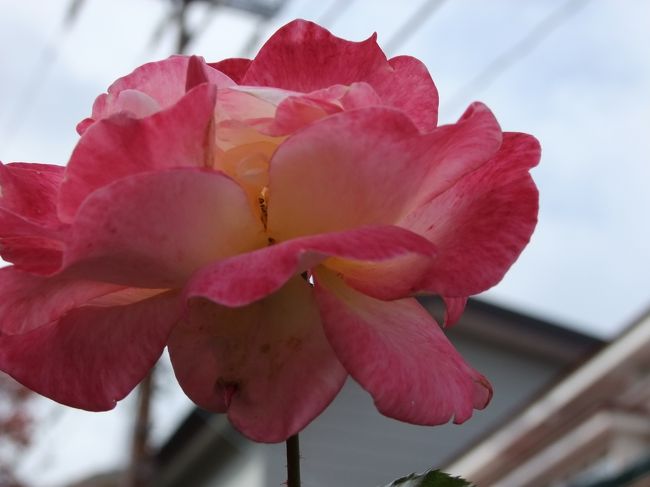 町のあちこちに秋バラが見られました