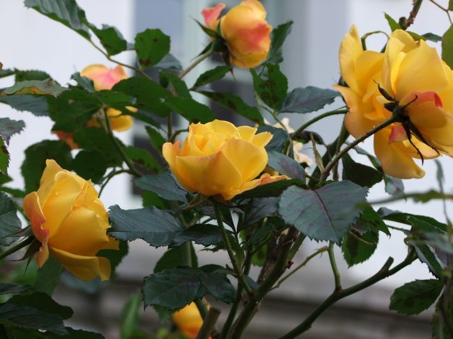 ここのお庭には<br />沢山のバラが植えてありました。