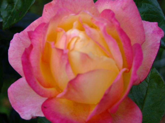 咲いているバラは少なかったです。<br /><br />それにしても接写って難しい・・・。