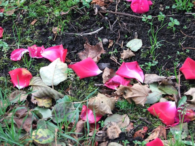 ここでタイムオーバー。<br />一路函館空港へ向いました。<br /><br />両親は元町を気に入ってくれたようですが<br />ちょっと時間が足らなかったようです。<br />もし次回があるとしたら<br />その時は元町をゆっくりと散策して頂きましょう。