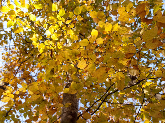 錦秋の十和田湖・奥入瀬』奥入瀬・十和田湖(青森県)の旅行記