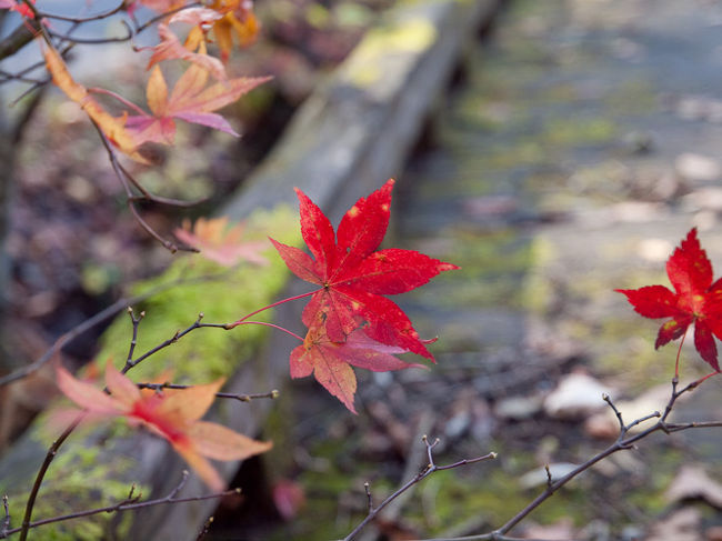 錦秋奥入瀬 錦秋の絶景と渓流のせせらぎに癒されるひととき】 📍奥入瀬渓流