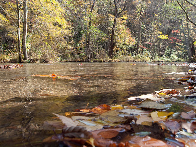 錦秋奥入瀬 錦秋の絶景と渓流のせせらぎに癒されるひととき】 📍奥入瀬渓流