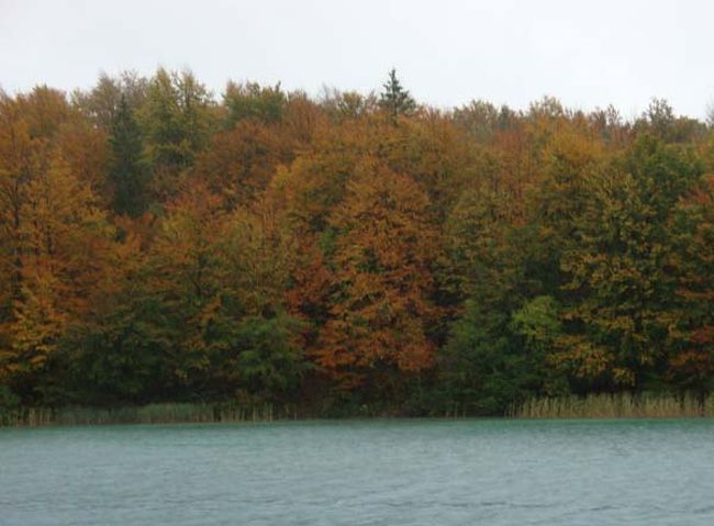 ←プリトヴィッツェ湖群国立公園（コジャック湖のフェリー）<br /><br />ブナやモミの原生林もすっかり紅葉。<br />