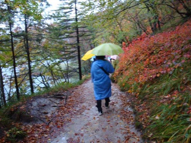 ←プリトヴィッツェ湖群国立公園（上湖群）<br /><br />この季節、ブナやカエデ、ヴェネツィア漆などが色づくとガイドブックに書いてありましたが、植物観察の余裕はまったくなく、ひたすら歩き続けました。<br />