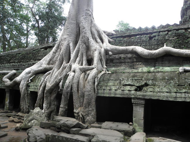 ガジュマルに侵食される遺跡。<br /><br />石の文化ってすごいなぁ