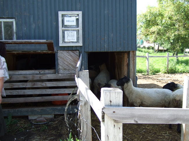 なぜか…ヤギがいます。