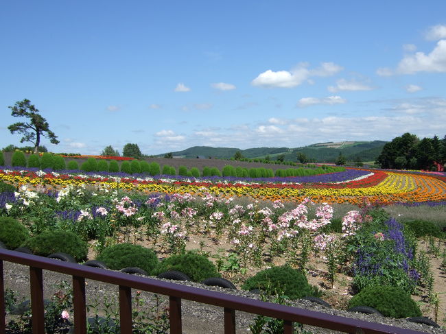 途中、美瑛のゼルブの丘や名所の木を見て回ります。