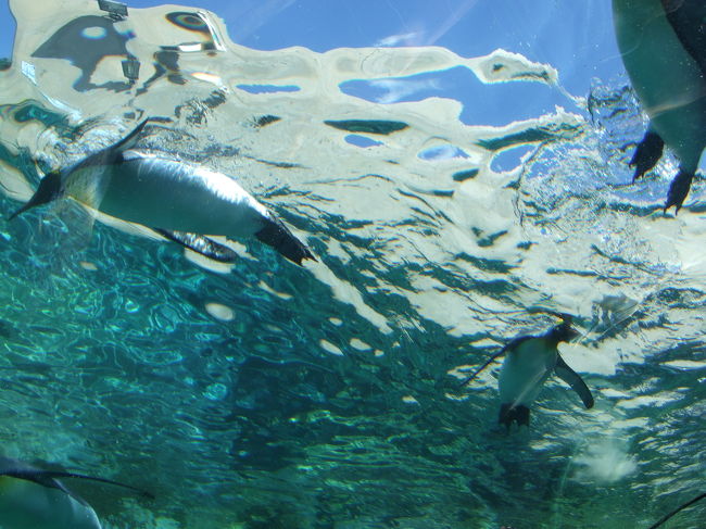 旭山動物園へ！<br />お盆なのですごい人です。<br />もぐもぐタイムは大変な人人人！！<br /><br />写真は空飛ぶペンギン〜<br />