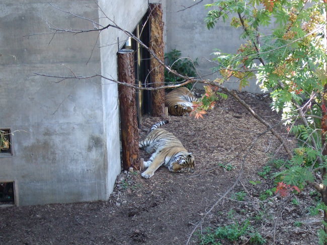 夏です。<br />旭川も暑い！動物たちも暑くてほとんど寝てました。。<br /><br />お盆期間中は夜もやっている時があるそうです。<br />夜だと動物たちも活発に動いているかもしれないですね。