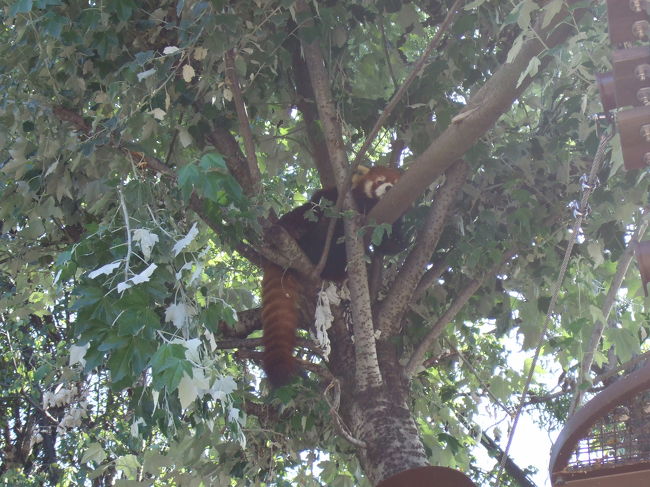 レッサーパンダ。<br />橋を渡るところを見る事はできず…