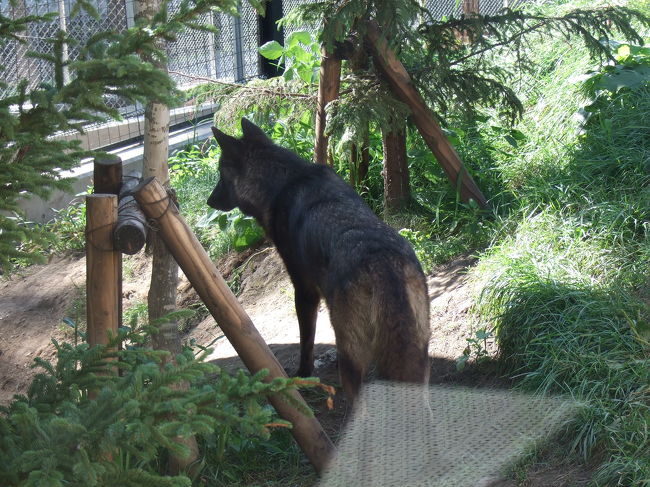 オオカミの森。<br />オープンしたばかりでした。