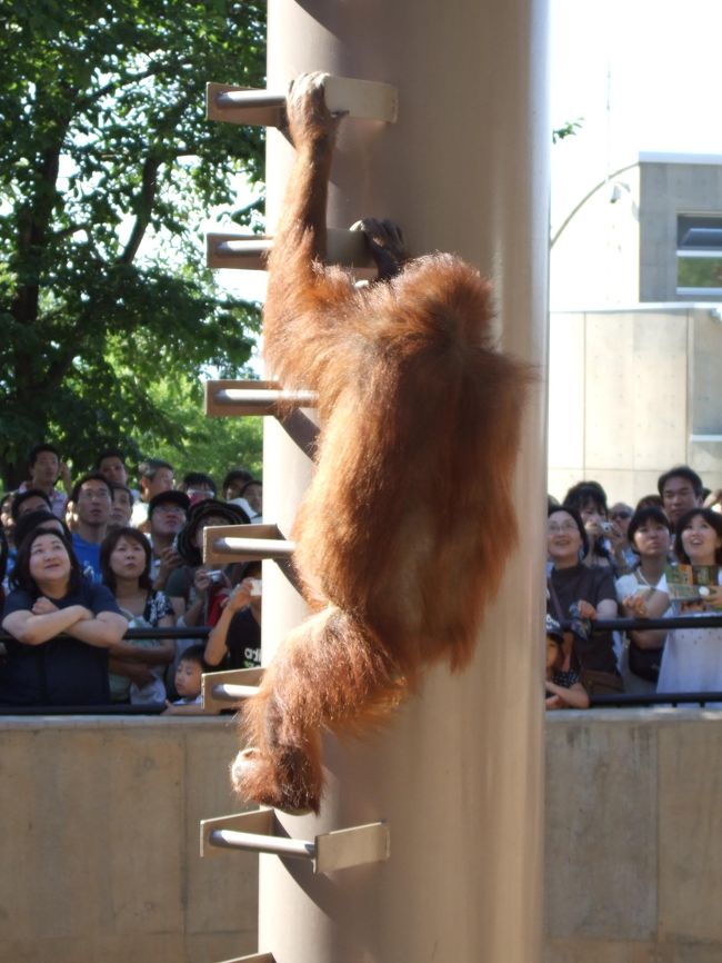 唯一見る事のできたもぐもぐタイム！<br />オラウータンのもぐもぐタイムです。<br />見る価値あります！<br />この動物園が人気がある理由が分かった気がします。